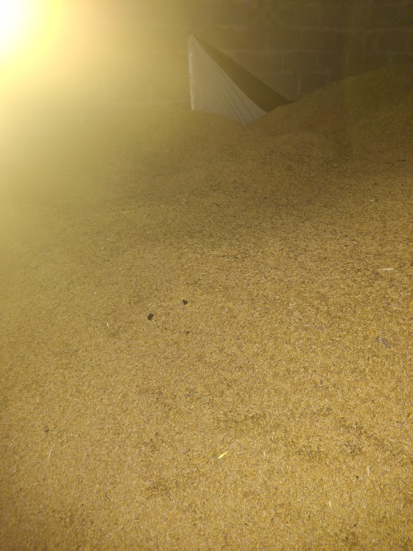 Vendo avena, mas información al teléfono [teléfono]