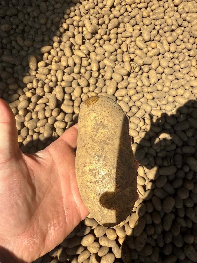 Papas amarillas y rojas Reina Ana Colombo Lili Essme embalaje big bag o bolsa 10/15/25 kg con pruebas fitosanitarias o sin cantidad camión por favor