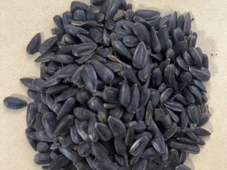 Vendo semillas de girasol negras, limpias al 99%. Cosecha