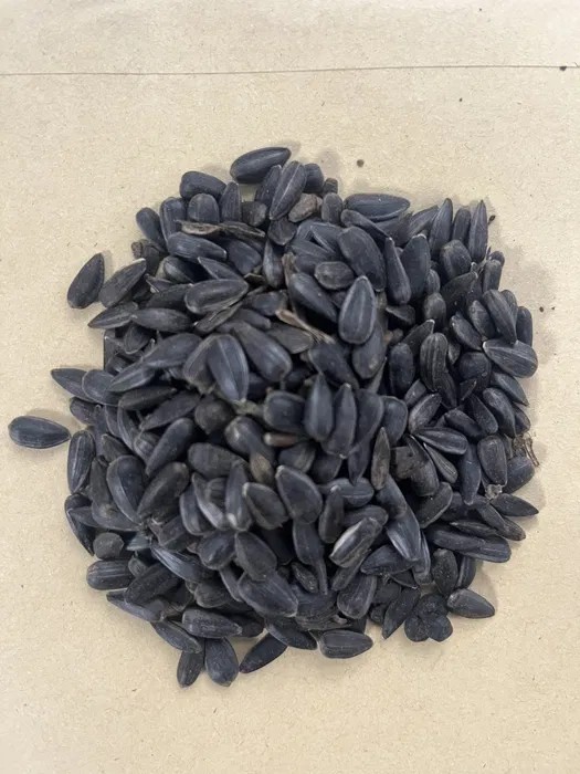 Vendo semillas de girasol negras, limpias al 99%