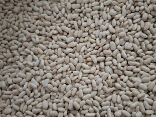 Vendo camiones completos de judías enanas. Envases a su