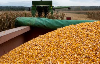 Una empresa belga (mayor de 13 años) busca maíz de grano húmedo en Polonia y Alemania