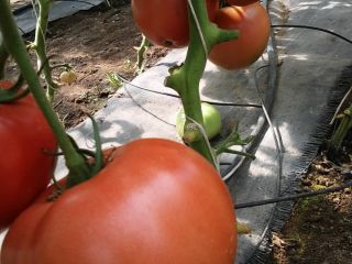 Tomates de frambuesa muy bien llenos, dulces, con un