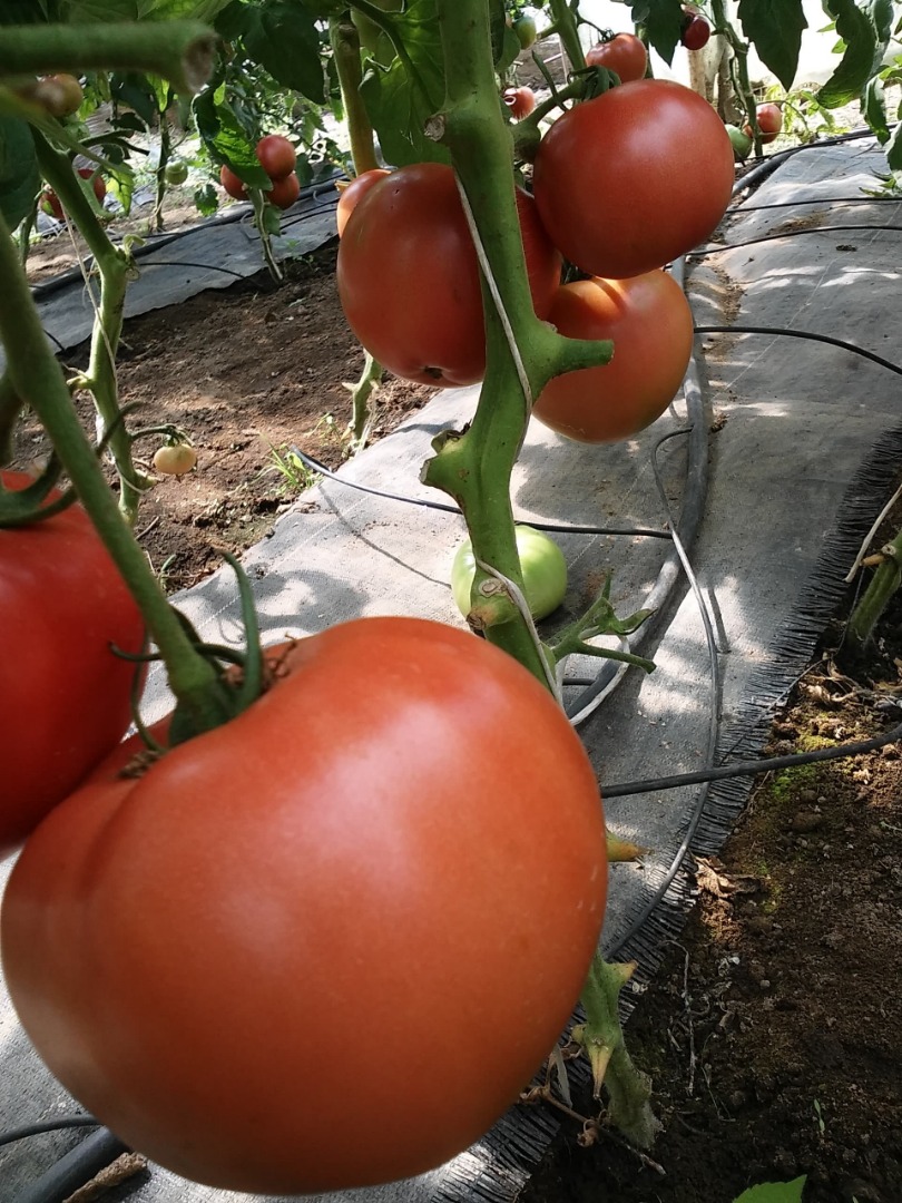 Tomates de frambuesa muy bien llenos, dulces, con un pequeño número de semillas