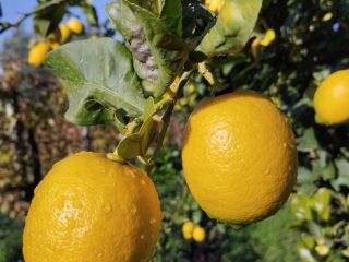 Vendo limones de alta calidad. Para más información, estoy
