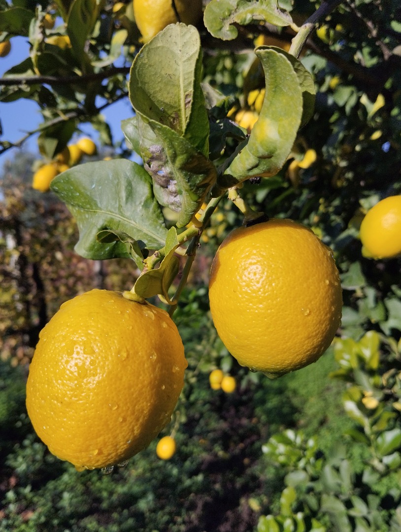 Vendo limones de alta calidad