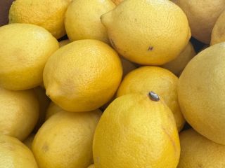 Compramos limones, naranjas Valencia, limas, pomelos STAR RUBI o