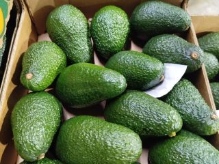 AGUACATE VARIEDAD HASS CON OPTIMO ESTADO DE MADUREZ. CALIBRES