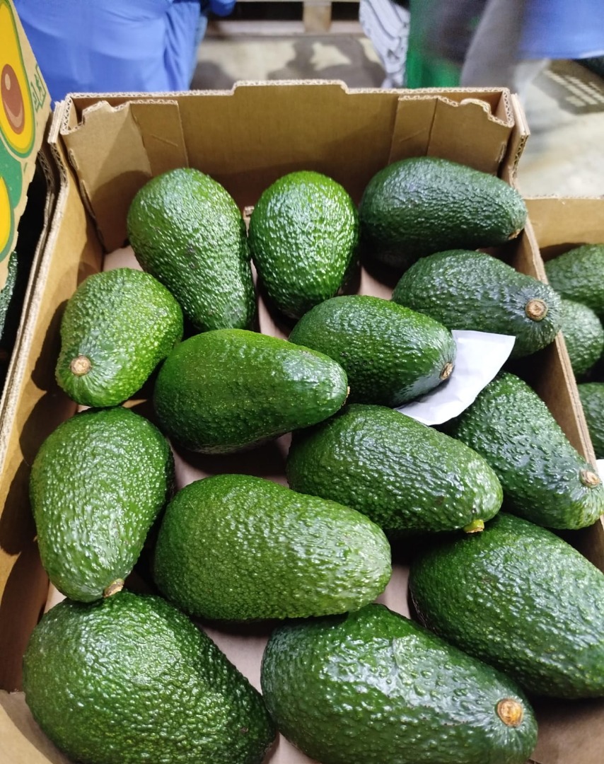 AGUACATE VARIEDAD HASS CON OPTIMO ESTADO DE MADUREZ