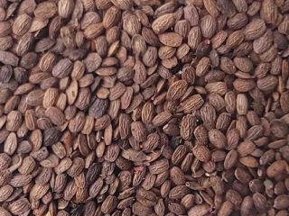 Serradella orgánica. Material de semilla de categoría C1, alta