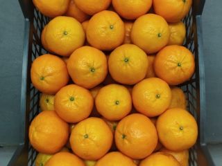 Naranjas frescas (Valencia) de nuestras fincas en el corazón