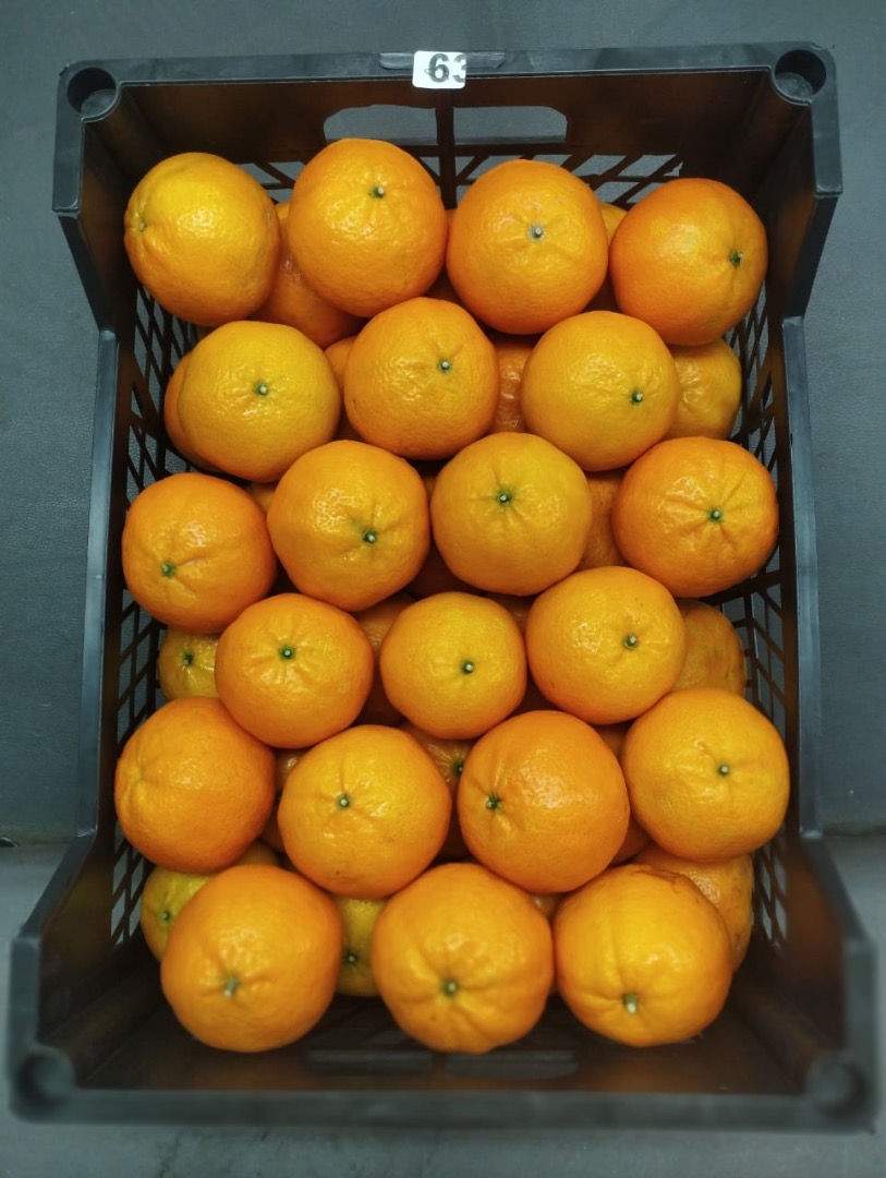 Naranjas frescas (Valencia) de nuestras fincas en el corazón de Egipto