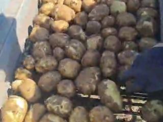 Papas frescas Riviera de Dăbuleni, Dolj – 300–700 toneladas