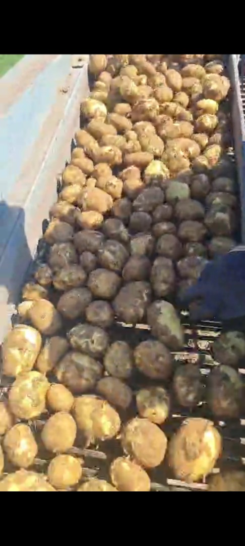 Papas frescas Riviera de Dăbuleni, Dolj – 300–700 toneladas disponibles en mayo/junio