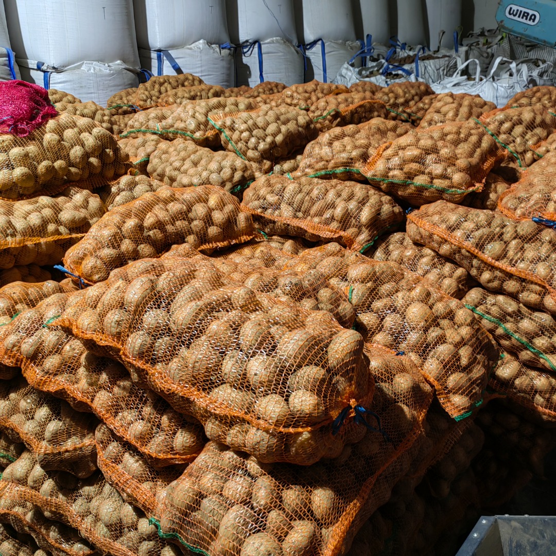 Papas rojas y blancas de consumo en venta, en grandes cantidades