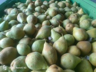 Venderé peras de la variedad Ksenia, aproximadamente 60 toneladas,