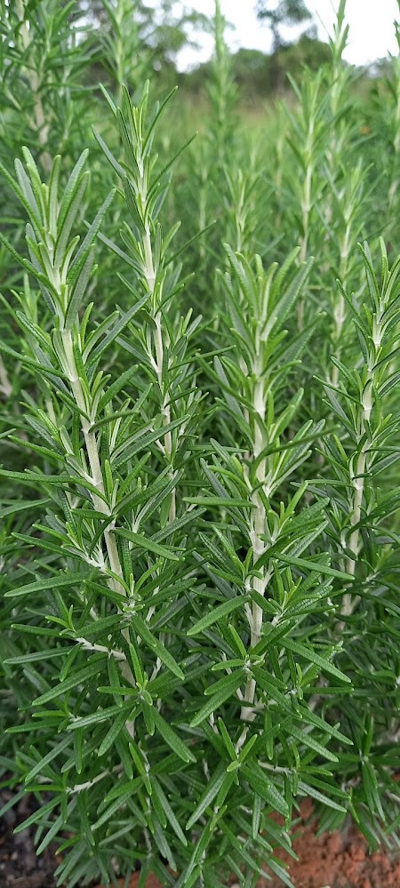 Ubicados en el corazón de Solwezi, Zambia, cultivamos una variedad de hierbas aromáticas como romero, albahaca, cilantro y perejil