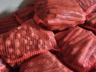 Hola, vendo zanahorias en bolsas, 10 PLN por bolsa,