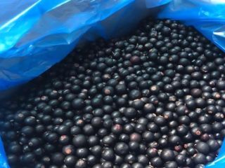 Grosellas negras en venta – Grado A, productor directo