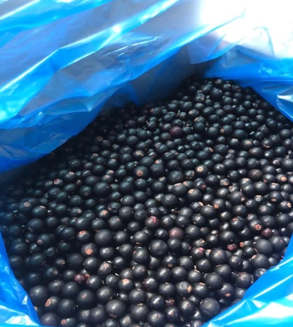 Grosellas negras en venta – Grado A, productor directo de Moldavia