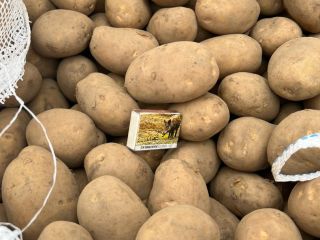 Papas amarillas a la venta, calibre [teléfono] y calibres