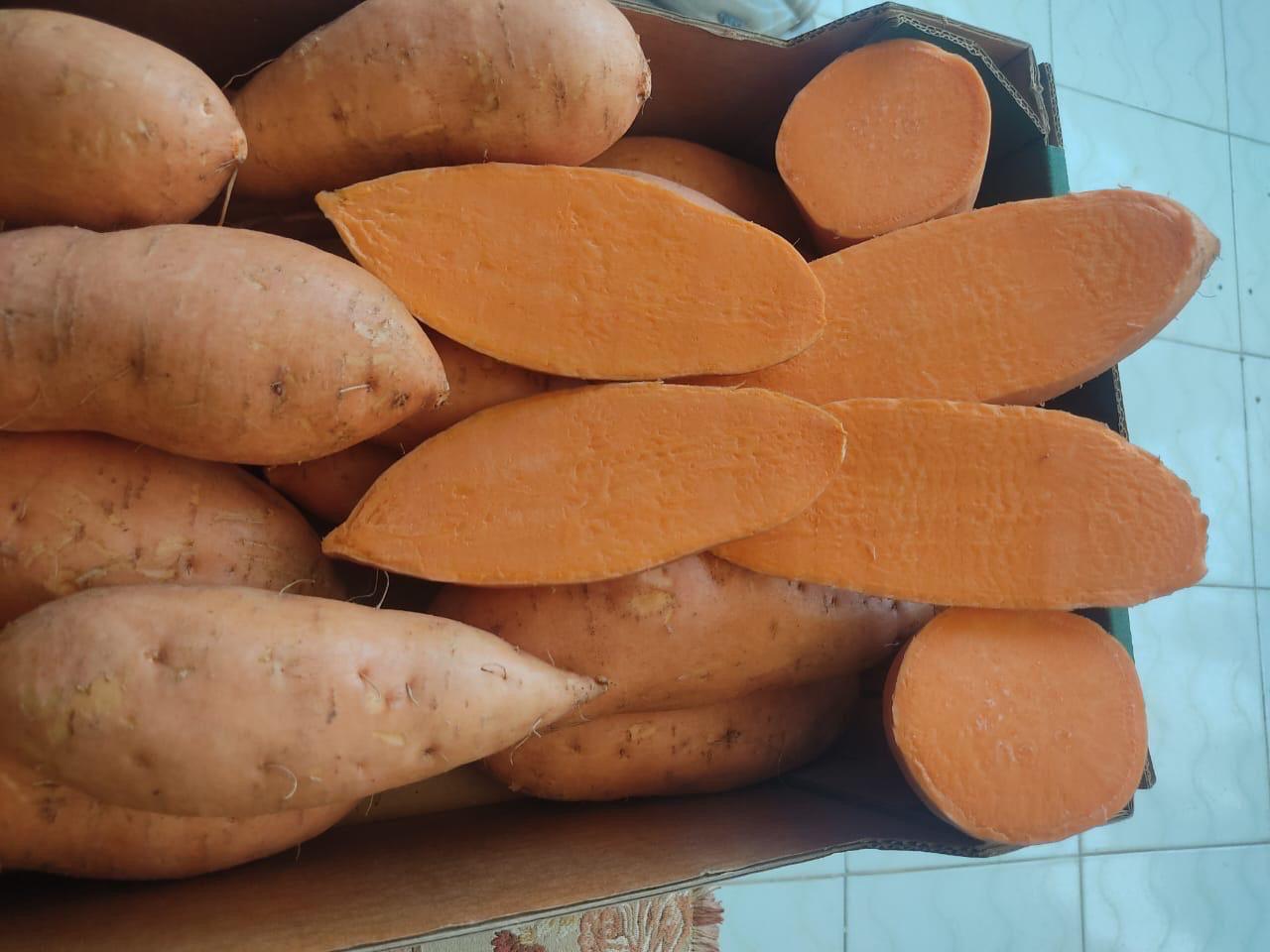 Boniatos – Producto de Egipto