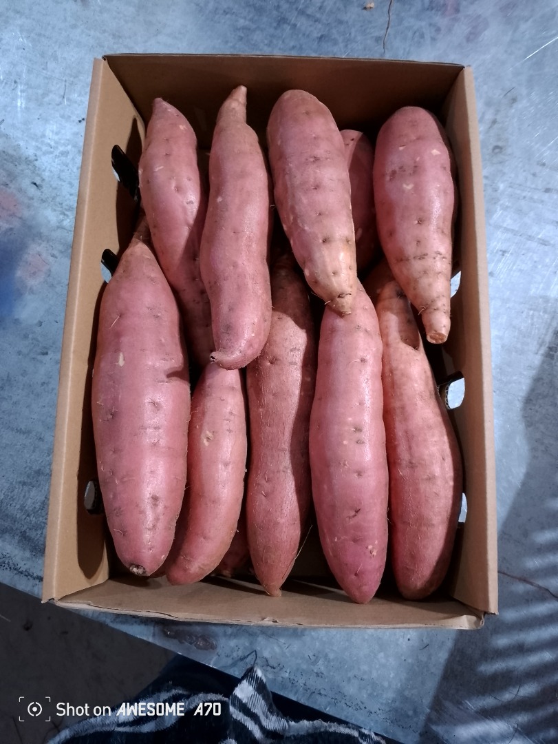 Disponible para exportación de batata de primera calidad