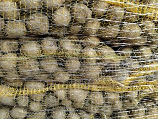 Papas GALA de tierra clara, cepilladas en bolsa cosida.