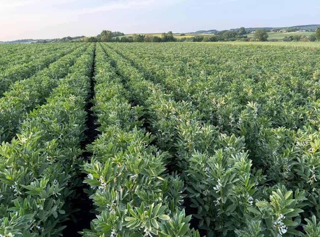 Vendo habas, variedad Rambos, Bizon