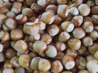 Vendo avellanas, aproximadamente 500 kg, cosecha 2025