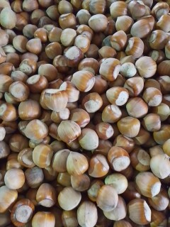 Vendo avellanas, aproximadamente 500 kg, cosecha 2025