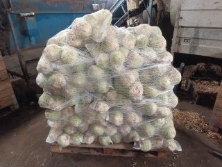 Vendo apio pulido, sano y bonito. Peso: 0,5-1,2 kg.