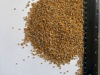 Venderé semillas de mostaza blanca, pureza ~99%, en bolsas