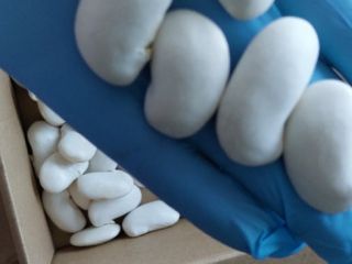 Fotos de los frijoles "Hannah el Hermoso" antes y