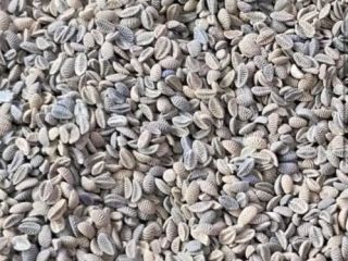 Vendo semillas de phacelia, desde 22 toneladas. ¿Tienes alguna