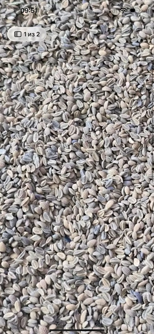 Vendo semillas de phacelia, desde 22 toneladas