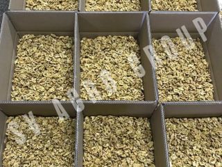 Nueces sin cáscara a la venta: frescas, brillantes y