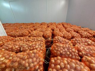 Somos un productor y proveedor confiable de cebollas de
