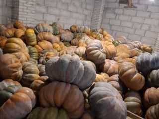 Buenos días, vendo calabaza moscatel.