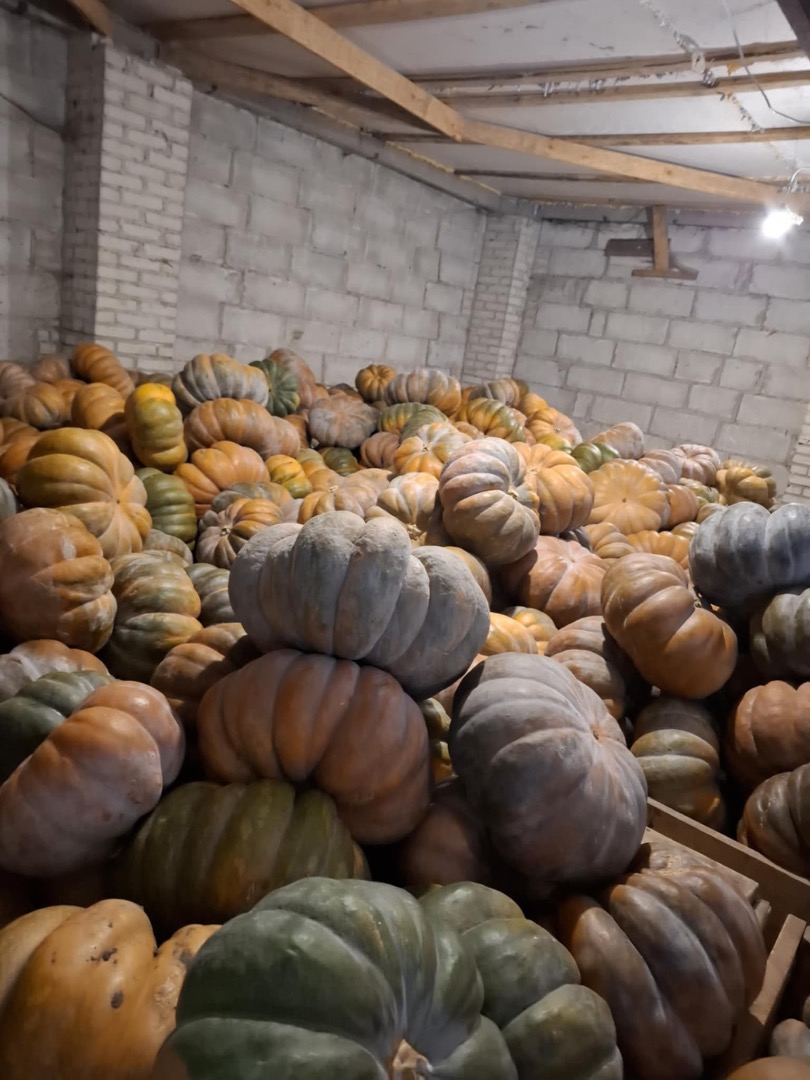 Buenos días, vendo calabaza moscatel