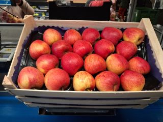 Vendo manzanas de postre, variedades pequeñas y de segunda