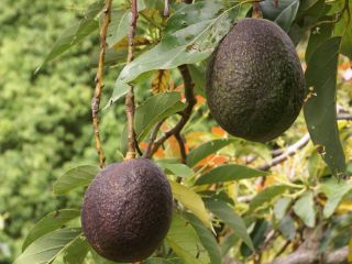 Ofrecemos un producto de aguacate premium, cultivado en regiones