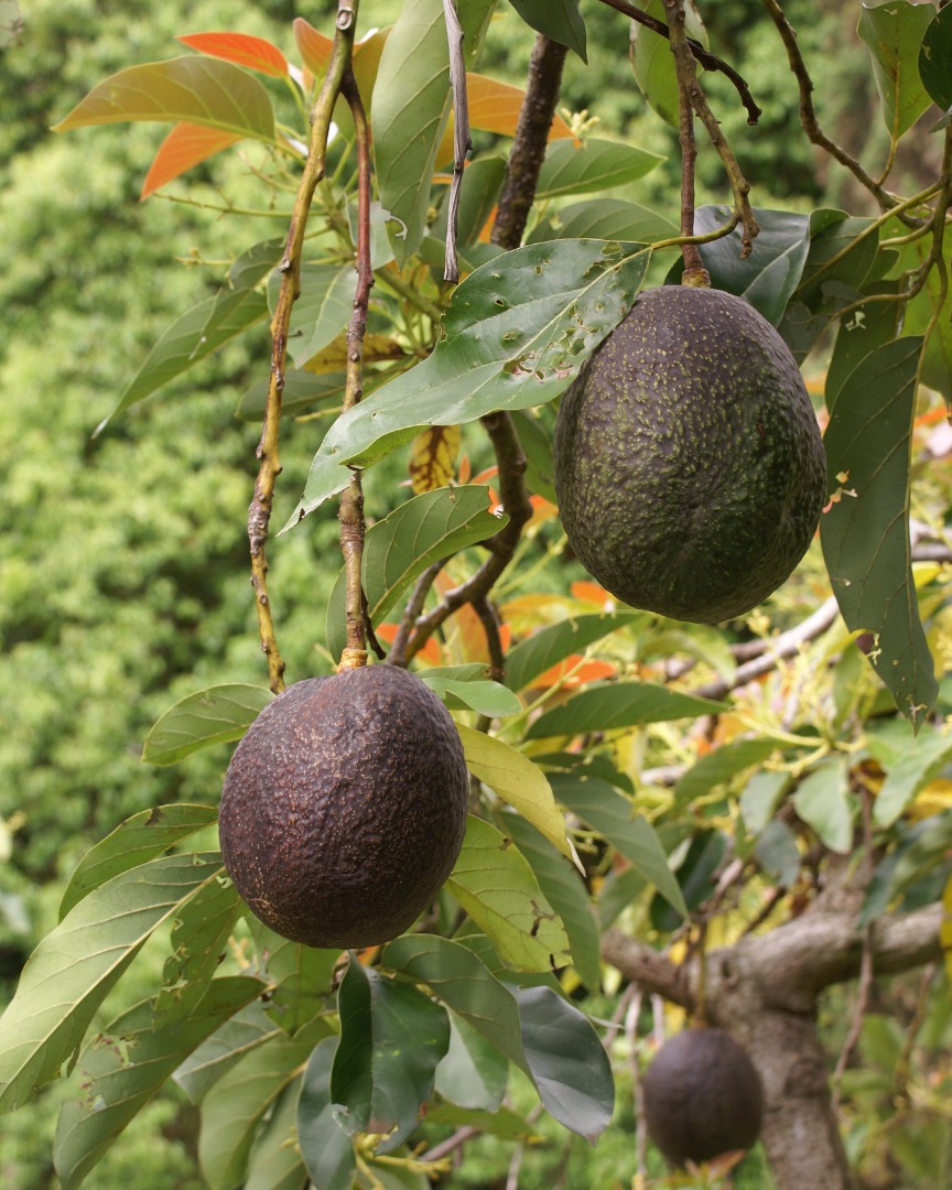Ofrecemos un producto de aguacate premium, cultivado en regiones marroquíes reconocidas por su calidad, como Souss