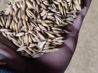 Vendo avena comprada en planta central hace un año,