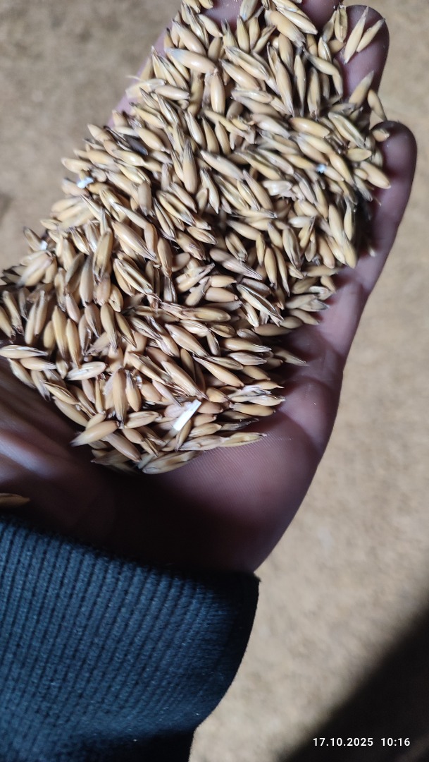 Vendo avena comprada en planta central hace un año, seca y limpia, unas 15 toneladas, por favor