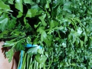 Envío fresco de perejil desde Uzbekistán, los productos se