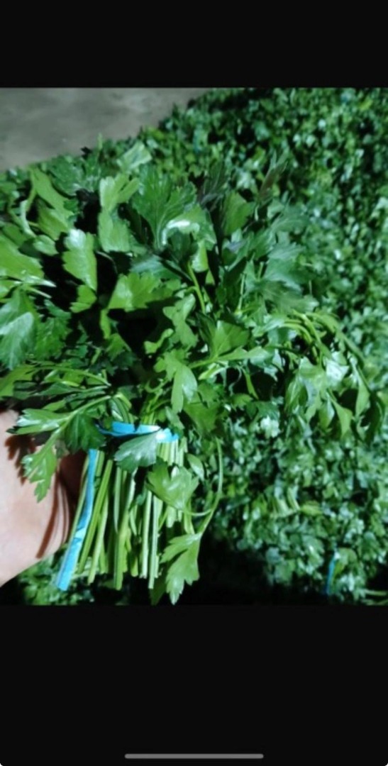 Envío fresco de perejil desde Uzbekistán, los productos se pueden ver en el distrito Bronisze de Varsovia, venga a verlos