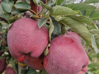 Ofrezco manzanas de la variedad Red Chief, calibre 65-85,