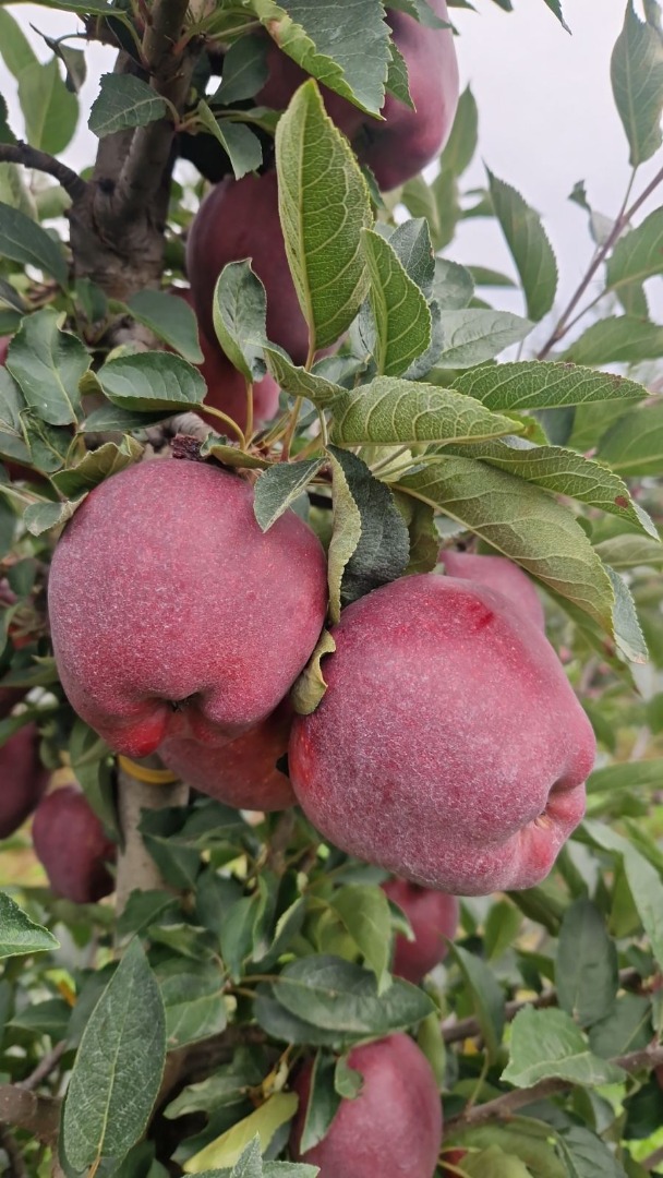 Ofrezco manzanas de la variedad Red Chief, calibre 65-85, de alta calidad, con certificación GLOBALG.AP GGN: [teléfono], Puedo prepararlas en cualquier envase