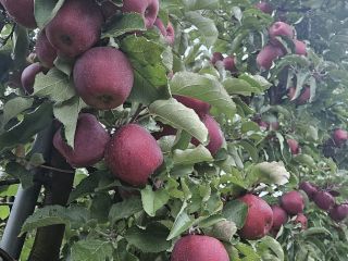 Ofrezco manzanas Red Jonaprince, tamaño 65-85, de alta calidad,